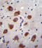 CDw293 antibody, 56-190, ProSci, Immunohistochemistry frozen image 
