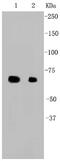 Heat Shock Protein Family A (Hsp70) Member 1A antibody, NBP2-67287, Novus Biologicals, Western Blot image 