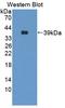 Cathepsin H antibody, LS-C663281, Lifespan Biosciences, Western Blot image 