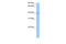 Sp6 Transcription Factor antibody, 30-673, ProSci, Enzyme Linked Immunosorbent Assay image 