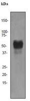 POU Class 2 Homeobox 2 antibody, ab92458, Abcam, Western Blot image 