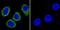 ATPase Na+/K+ Transporting Subunit Alpha 1 antibody, GTX22871, GeneTex, Immunofluorescence image 