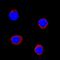 Interleukin 1 Beta antibody, AF3340, R&D Systems, Immunocytochemistry image 