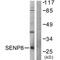 Sentrin-specific protease 8 antibody, PA5-49754, Invitrogen Antibodies, Western Blot image 