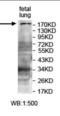 IQ Motif Containing GTPase Activating Protein 3 antibody, orb314538, Biorbyt, Western Blot image 