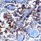 Ribosomal Protein S6 Kinase A1 antibody, AF992, R&D Systems, Immunohistochemistry frozen image 