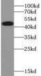 TRAF Interacting Protein antibody, abx238924, Abbexa, Western Blot image 