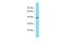 Olfactory Receptor Family 6 Subfamily C Member 1 antibody, PA5-71042, Invitrogen Antibodies, Western Blot image 