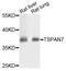 Tetraspanin 7 antibody, STJ28500, St John