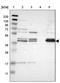 Ganglioside Induced Differentiation Associated Protein 1 antibody, PA5-53136, Invitrogen Antibodies, Western Blot image 
