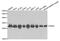 Proteasome Subunit Alpha 6 antibody, MBS127790, MyBioSource, Western Blot image 