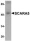 Scavenger Receptor Class A Member 5 antibody, MBS151290, MyBioSource, Western Blot image 