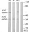 DNA Fragmentation Factor Subunit Alpha antibody, LS-C119544, Lifespan Biosciences, Western Blot image 