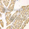 Kynureninase antibody, A6643, ABclonal Technology, Immunohistochemistry paraffin image 