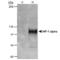 HIF1-alpha antibody, BML-SA287-0100, Enzo Life Sciences, Western Blot image 