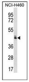 Olfactory Receptor Family 52 Subfamily N Member 5 antibody, AP53082PU-N, Origene, Western Blot image 