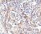 MTOR Associated Protein, LST8 Homolog antibody, PA5-17442, Invitrogen Antibodies, Immunohistochemistry frozen image 