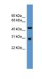 Prodynorphin antibody, orb331052, Biorbyt, Western Blot image 