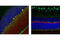 Discs Large MAGUK Scaffold Protein 4 antibody, 3450S, Cell Signaling Technology, Flow Cytometry image 