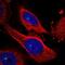 Mitogen-Activated Protein Kinase Kinase Kinase Kinase 3 antibody, NBP1-81824, Novus Biologicals, Immunocytochemistry image 