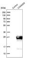 COMM Domain Containing 9 antibody, PA5-52654, Invitrogen Antibodies, Western Blot image 