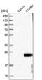 Steroid Receptor Associated And Regulated Protein antibody, PA5-55373, Invitrogen Antibodies, Western Blot image 