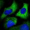 Carbohydrate Sulfotransferase 10 antibody, HPA051545, Atlas Antibodies, Immunofluorescence image 