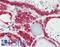 Lipin 3 antibody, LS-B2499, Lifespan Biosciences, Immunohistochemistry frozen image 