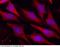 Parkinsonism Associated Deglycase antibody, 12484-R007, Sino Biological, Immunohistochemistry frozen image 