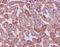 Catalase antibody, M03123, Boster Biological Technology, Immunohistochemistry frozen image 