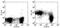 Sialophorin antibody, 11-0431-81, Invitrogen Antibodies, Flow Cytometry image 