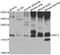 Nuclear Receptor Coactivator 3 antibody, abx006995, Abbexa, Western Blot image 