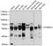 FAD-dependent oxidoreductase domain-containing protein 1 antibody, 13-609, ProSci, Western Blot image 