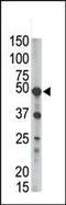 Phosphatidylinositol Glycan Anchor Biosynthesis Class K antibody, PA5-12177, Invitrogen Antibodies, Western Blot image 