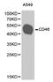 CD46 Molecule antibody, LS-C192831, Lifespan Biosciences, Western Blot image 