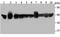 Protein Phosphatase 1 Catalytic Subunit Beta antibody, A04022-2, Boster Biological Technology, Western Blot image 