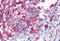 Frizzled Class Receptor 3 antibody, MBS247442, MyBioSource, Immunohistochemistry frozen image 
