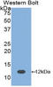 Parathyroid Hormone antibody, LS-C301805, Lifespan Biosciences, Western Blot image 