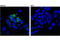 Prominin 1 antibody, 64326S, Cell Signaling Technology, Immunofluorescence image 