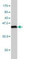 Semaphorin-3A antibody, H00010371-M01, Novus Biologicals, Western Blot image 