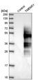 Transmembrane Protein 51 antibody, HPA019441, Atlas Antibodies, Western Blot image 