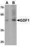 Growth Differentiation Factor 1 antibody, PA5-34473, Invitrogen Antibodies, Western Blot image 