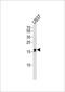 IQ Motif Containing F6 antibody, PA5-49327, Invitrogen Antibodies, Western Blot image 