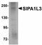 Signal Induced Proliferation Associated 1 Like 3 antibody, orb94344, Biorbyt, Western Blot image 