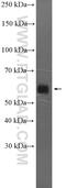 Interferon Related Developmental Regulator 2 antibody, 26952-1-AP, Proteintech Group, Western Blot image 