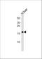 Glutaredoxin 5 antibody, A07707, Boster Biological Technology, Western Blot image 