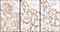 Heparin Binding Growth Factor antibody, NBP1-71924, Novus Biologicals, Immunohistochemistry frozen image 