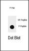 Trk-A antibody, PA5-12716, Invitrogen Antibodies, Dot Blot image 