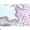 Cellular Communication Network Factor 2 antibody, LS-C813827, Lifespan Biosciences, Immunohistochemistry paraffin image 