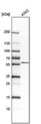 Thioredoxin Reductase 2 antibody, NBP1-86919, Novus Biologicals, Western Blot image 